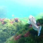 bscap0008 (16)