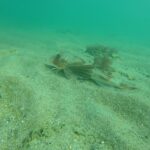 bscap0018 (14)