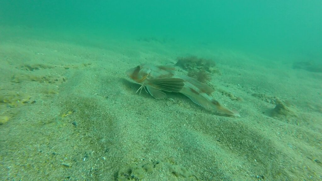 Rândunica de mare (Chelidonichthys lucerna Linnaeus, 1758)