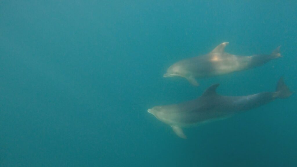 delfin
delfin marea neagra