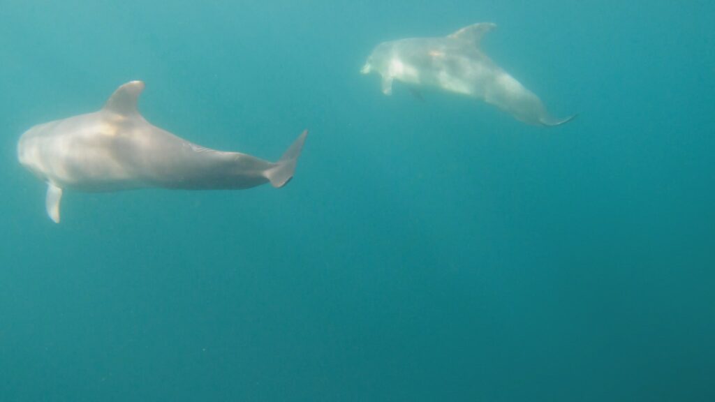 delfin
delfin marea neagra