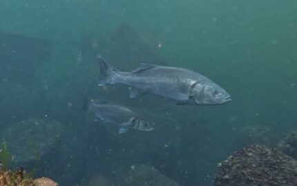 Lavracul, cunoscut și sub numele de lup de mare sau biban de mare.