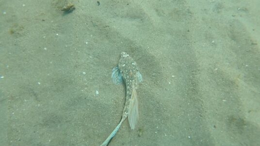 pesti rari marea neagra