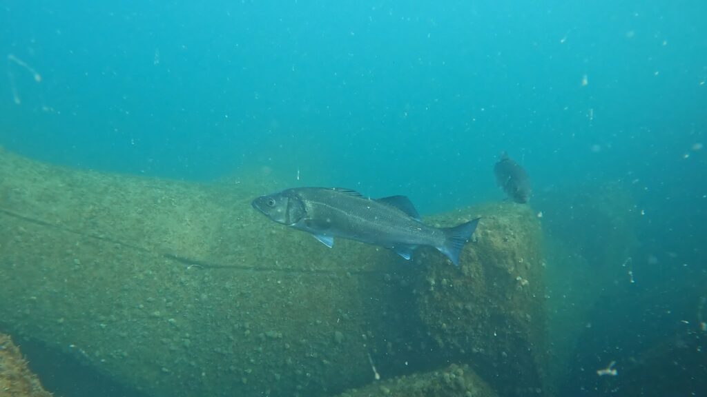 lavrac marea neagra biban de mare